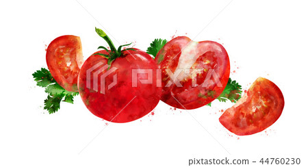 Tomato on white background. Watercolor illustration 44760230