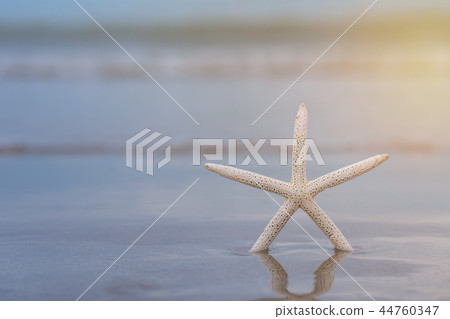 Starfish on sandy beach in summer with sea Starfish on sandy beach in summer with sea 44760347