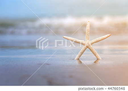Starfish on sandy beach in summer with sea Starfish on sandy beach in summer with sea 44760348