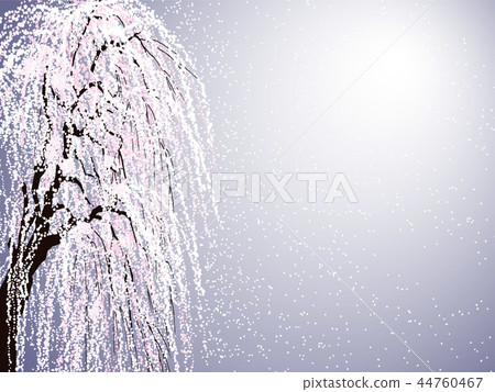 Cherry blossoms purple 44760467
