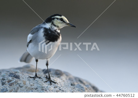 在日落時，尋找水生昆蟲 44760512