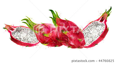 Dragon Fruit on white background. Watercolor illustration Dragon Fruit on white background. Watercolor illustration 44760825