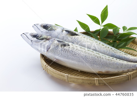 鯖魚2 鯖魚2 44760835