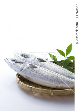 Mackerel 3 Mackerel 3 44760836