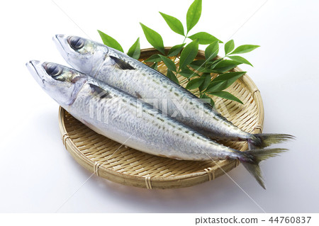 Mackerel 4 44760837