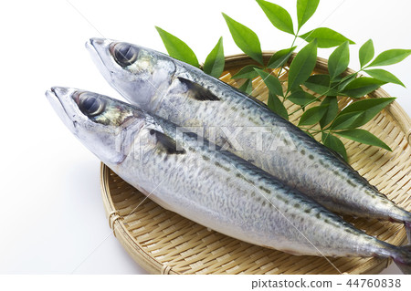 鯖魚5 鯖魚5 44760838