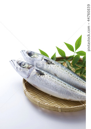 鯖魚6 鯖魚6 44760839