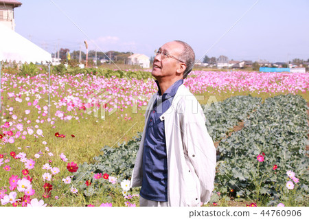 高級波斯菊領域 高級波斯菊領域 44760906