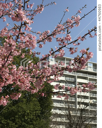 Cherry Blossoms Cherry Blossoms 44760983