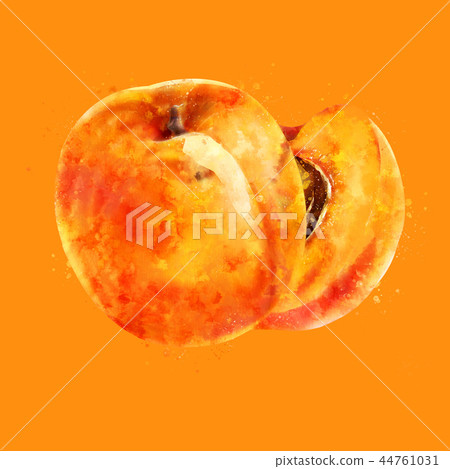 Apricot on orange background. Watercolor illustration 44761031
