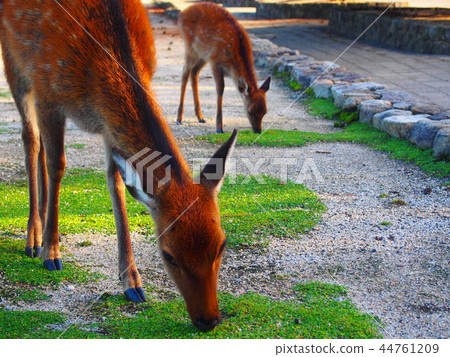 Miyajima deer Miyajima deer 44761209