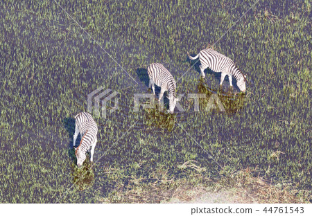 Wild African zebra in the Okavango delta  44761543