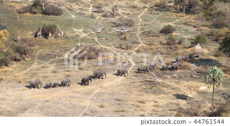 Elephants and giraffes in the Okavango delta  44761544