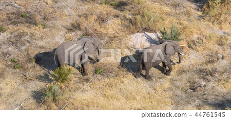 Elephants in the Okavango delta (Botswana) 44761545
