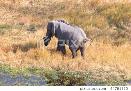 Elephant in the Okavango delta (Botswana) 44761550