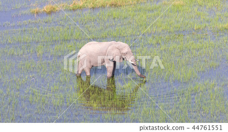 Elephant crossing water in the Okavango delta 44761551