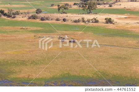 Elephants crossing water in the Okavango delta 44761552