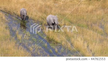 Elephants crossing water in the Okavango delta 44761553
