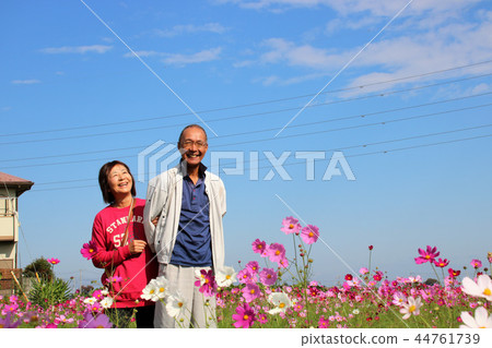 在波斯菊領域的資深夫婦 在波斯菊領域的資深夫婦 44761739
