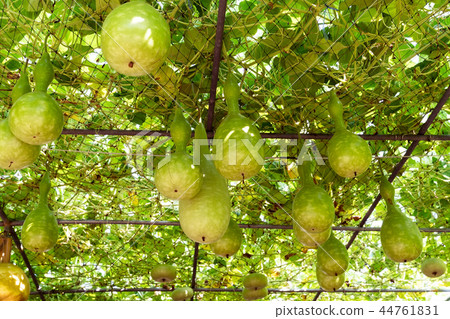 bottle gourd tree or lagenaria siceraria 44761831