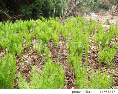 採取野菜 44761837