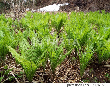 採取野菜 採取野菜 44761838