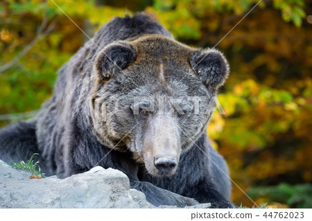 Bear (Ursus arctos) in autumn forest 44762023