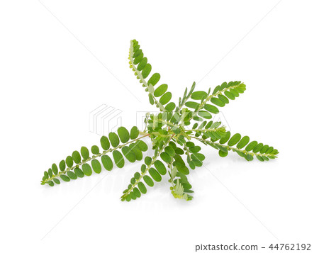Phyllanthus niruri herb isolated on white  44762192