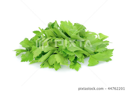 pile of coriander leaves isolated on white  44762201