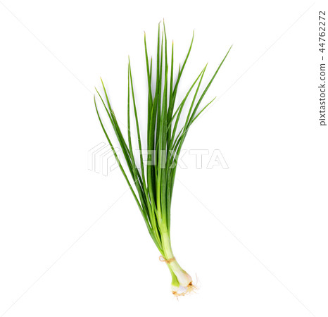 green onion isolated on white background green onion isolated on white background 44762272