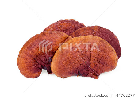 lingzhi mushroom isolated on white background lingzhi mushroom isolated on white background 44762277