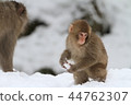 Japanese macaques 44762307