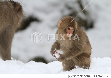 Japanese macaques Japanese macaques 44762307