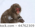 Japanese macaques 44762309