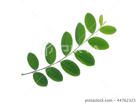 green leaf isolated on white background green leaf isolated on white background 44762325