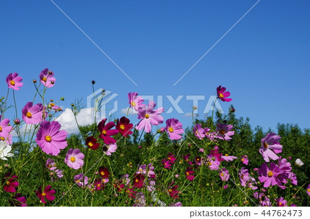 Cosmos field Cosmos field 44762473