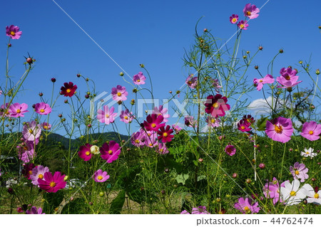 Cosmos field Cosmos field 44762474