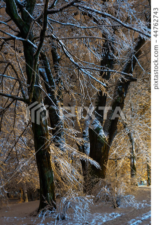 Night winter Ivan Franko park in Lviv, 44762743