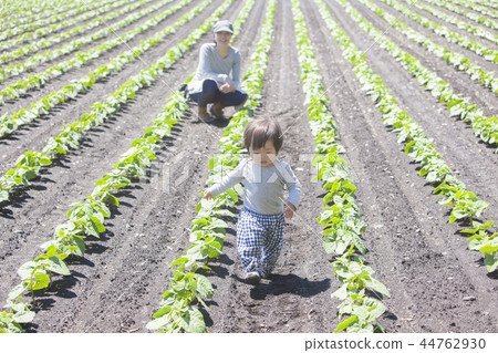 父母和孩子在野外工作 44762930