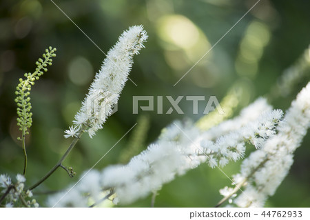 Sarashina Shuma 44762933