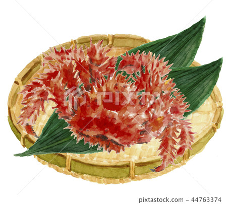 Hanasaki ga Nizaru Sasa蟹殼材料[水彩插圖] 44763374