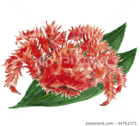 Hanasaki Gani Sasa蟹殼材料[水彩插圖] 44763375