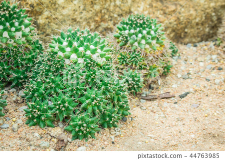 Cactus in the garden. 44763985
