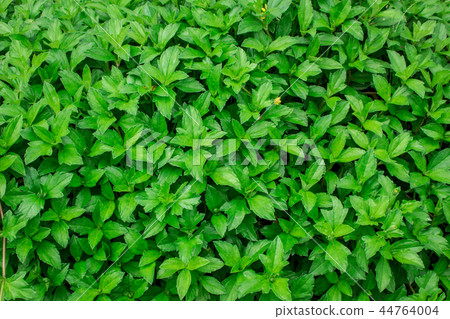 Background green leaf on the natural. Background green leaf on the natural. 44764004