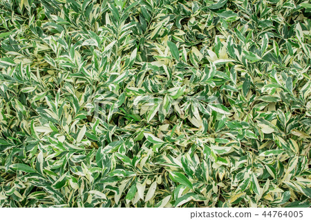 Background green leaf on the natural. Background green leaf on the natural. 44764005