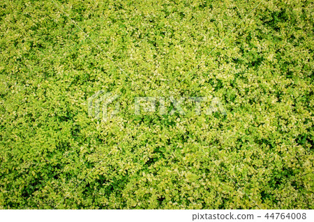 Background green leaf on the natural. Background green leaf on the natural. 44764008