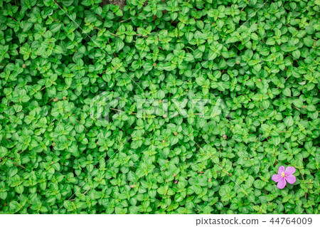 Background green leaf on the natural. Background green leaf on the natural. 44764009