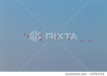 Scarlet ibis from Lencois Maranhenses Park 44764256
