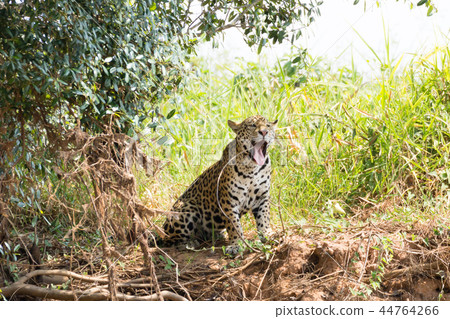 Jaguar from Pantanal, Brazil 44764266