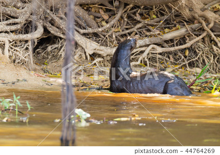 Giant otter from Pantanal, Brazil Giant otter from Pantanal, Brazil 44764269